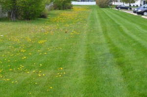 Residential Landscape Idea