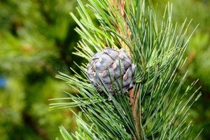 pinecone