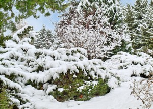 snow covered plants