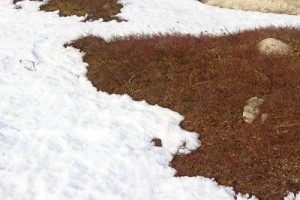 dead grass