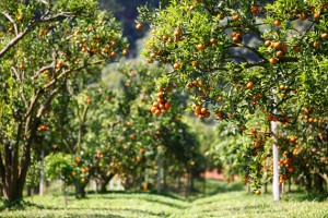 fruit trees