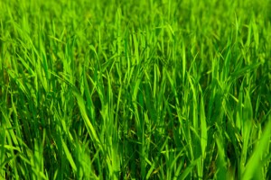 lawn care