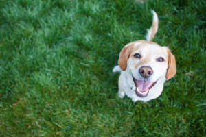 Keeping your Pets Safe and Lawn Healthy this Summer - Fivestar Landscaping - Landscaping Experts Calgary