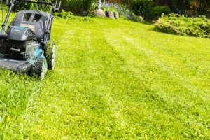 Helping Your Yard to Thrive During the Dead of Summer - Five Star Landscaping - Landscaping Experts Calgary