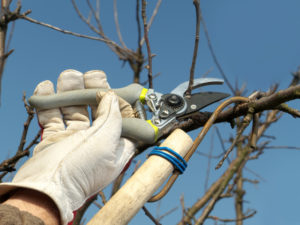 When to Prune Trees in Alberta - Five Star Landscaping - Landscaping Experts Calgary