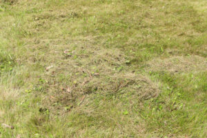 All About Dethatching - Five Star Landscaping - Landscaping Experts Calgary