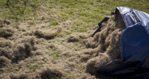 Dethatching or Aeration? - Five Star Landscaping - Landscaping Experts Calgary