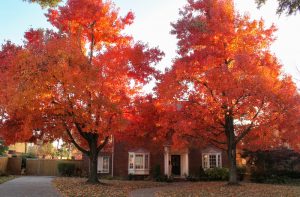 Maintaining Your Yards Curb Appeal into Winter - Five Star Landscaping - Lawn Mantenance Experts - Featured Image